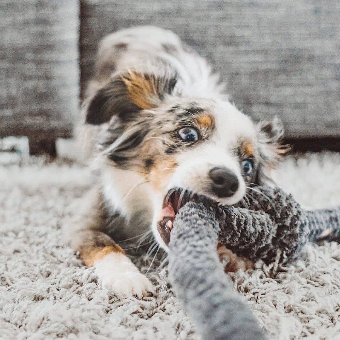 NOU-JOUET D'OCCUPATION POUR CHIOT