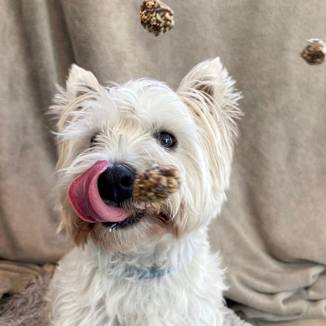 Cornet de friandises pour chien - au porc et à la sardine