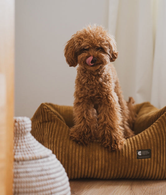 MARLEY - Panier pour chien velours côtelé - Moutarde