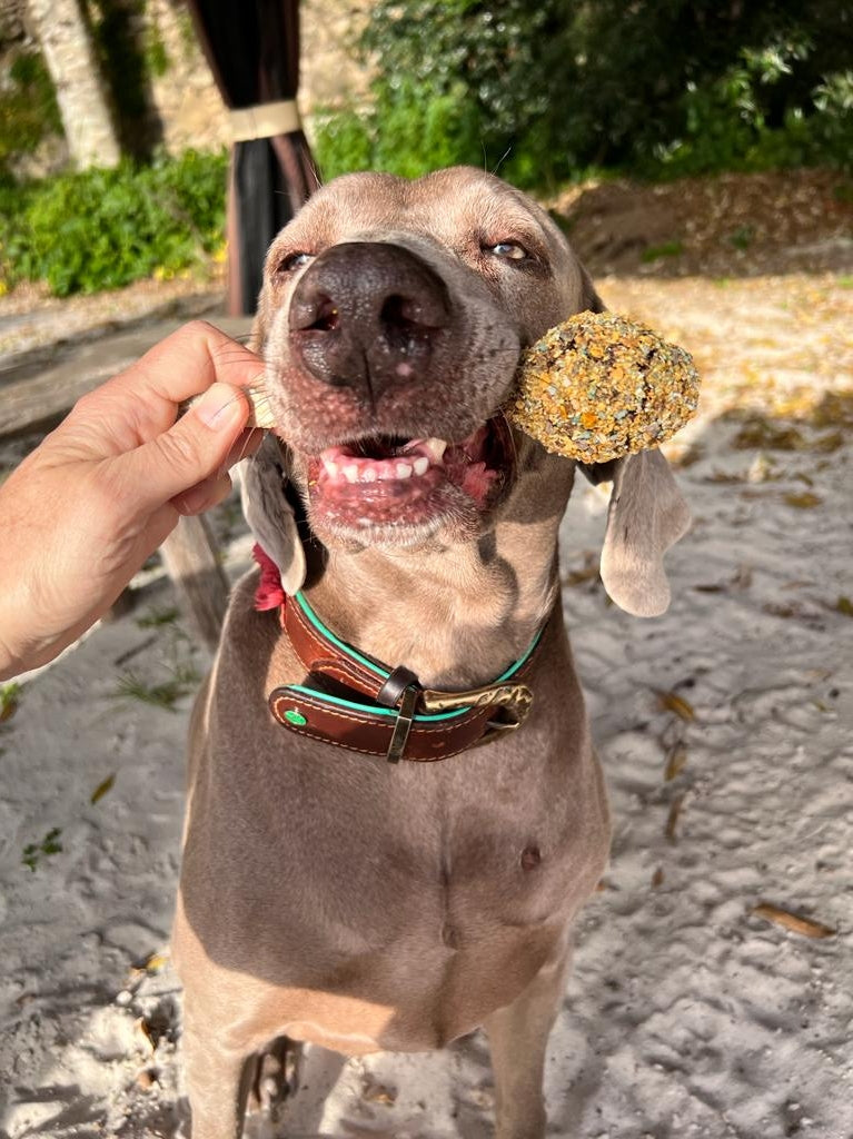 Sucettes à mâcher pour chien - Chewy-Pop à la Dinde