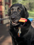 Charger l'image dans la visionneuse de la galerie, Jouet à mâcher pour chien - hot-dog 🌭
