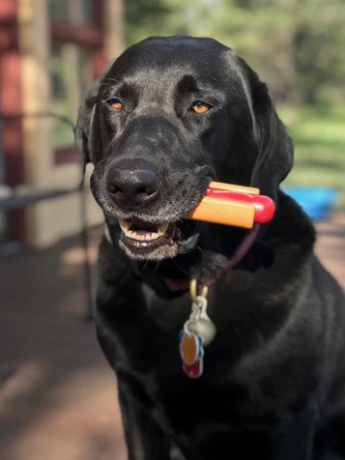 Jouet à mâcher pour chien - hot-dog 🌭