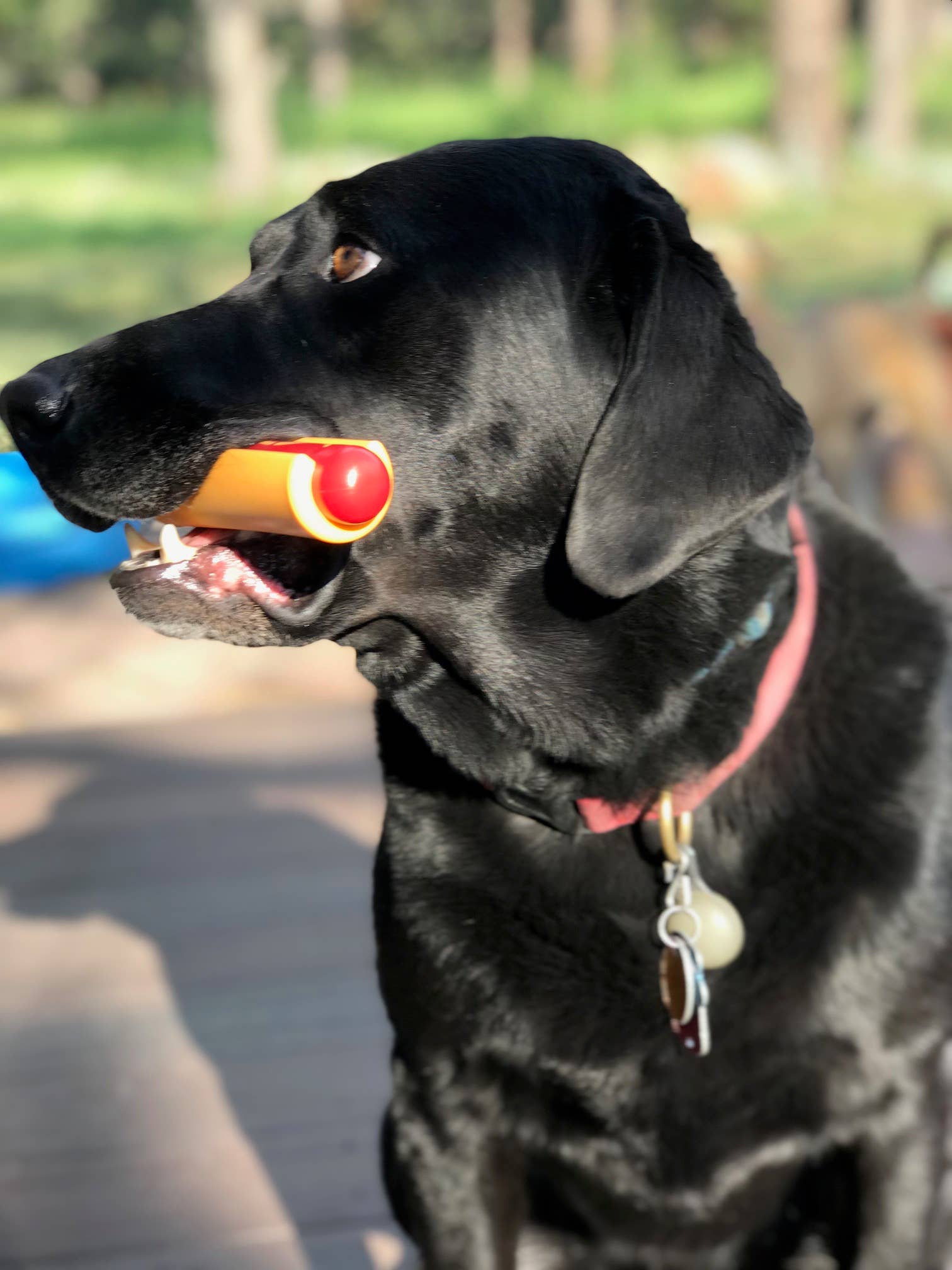 Jouet à mâcher pour chien - hot-dog 🌭