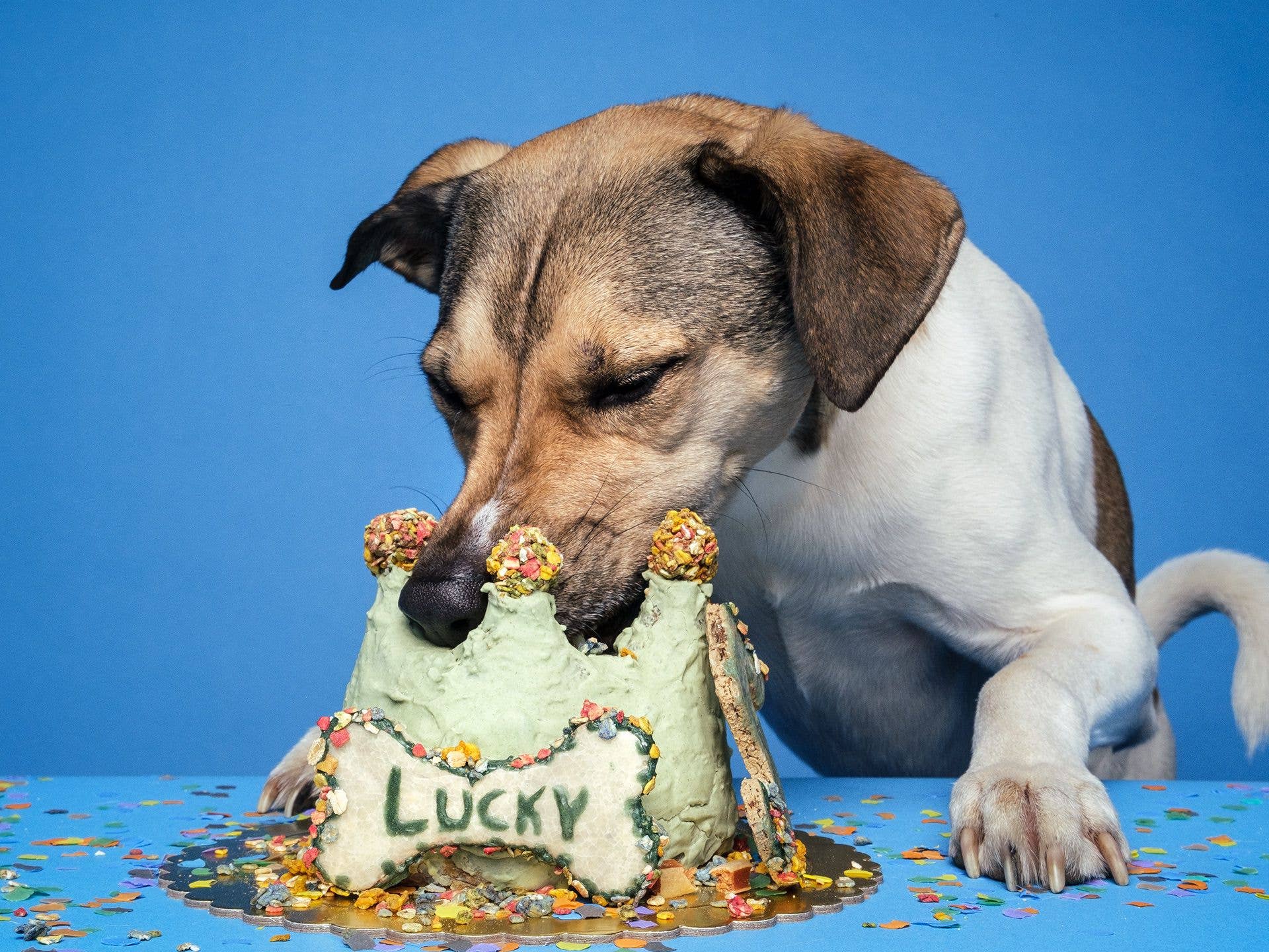 Kit Gâteau pour chien - Poulet