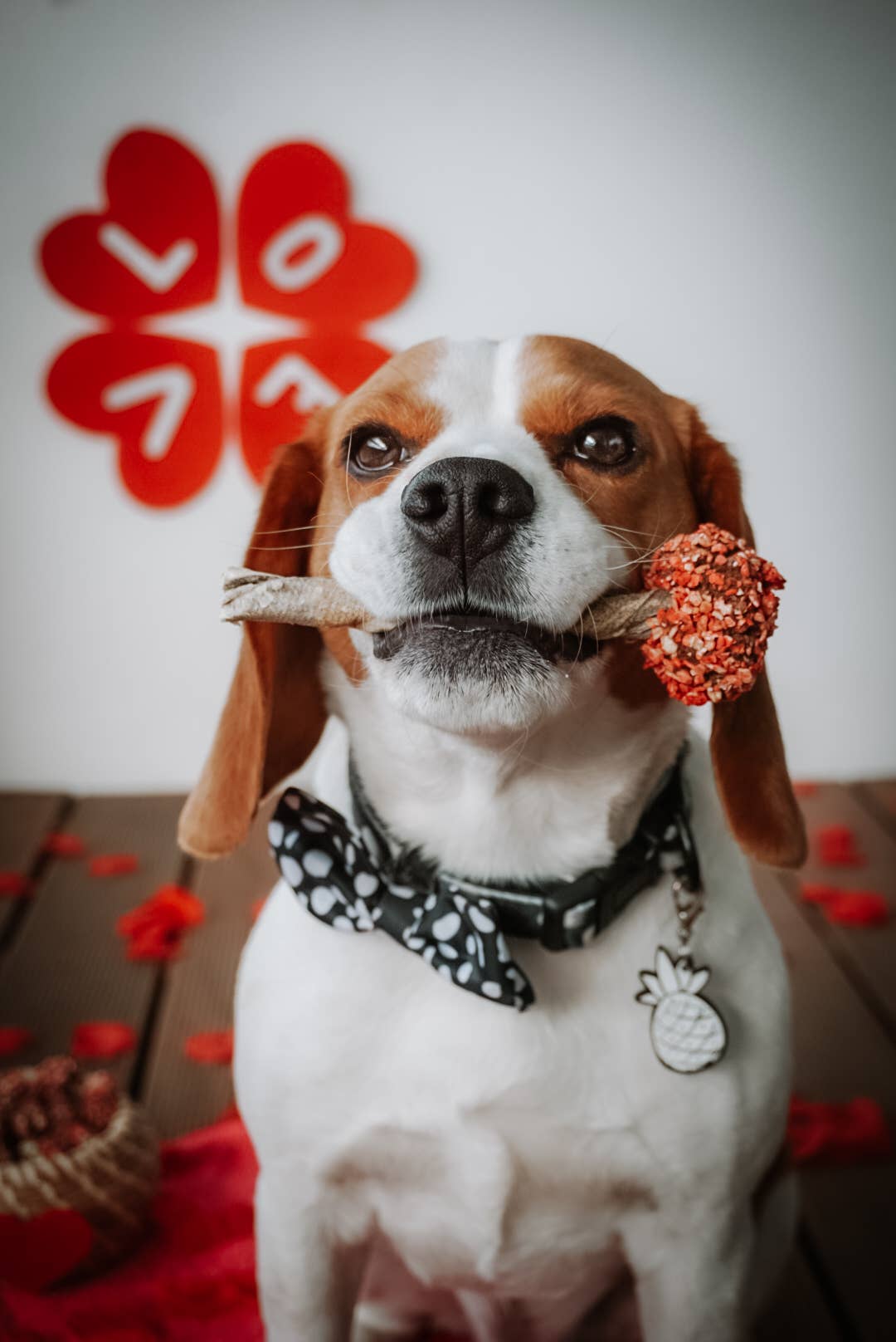 Sucettes à mâcher pour chien - Chewy-Pop à la Dinde