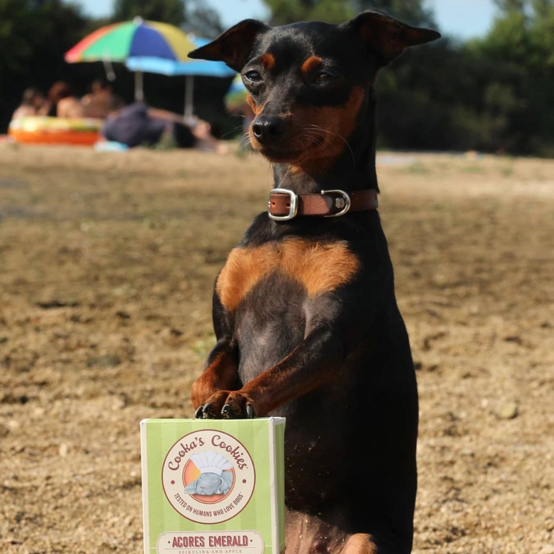 Friandises naturelles - spéciales Digestion pour chien - Acores Emerald