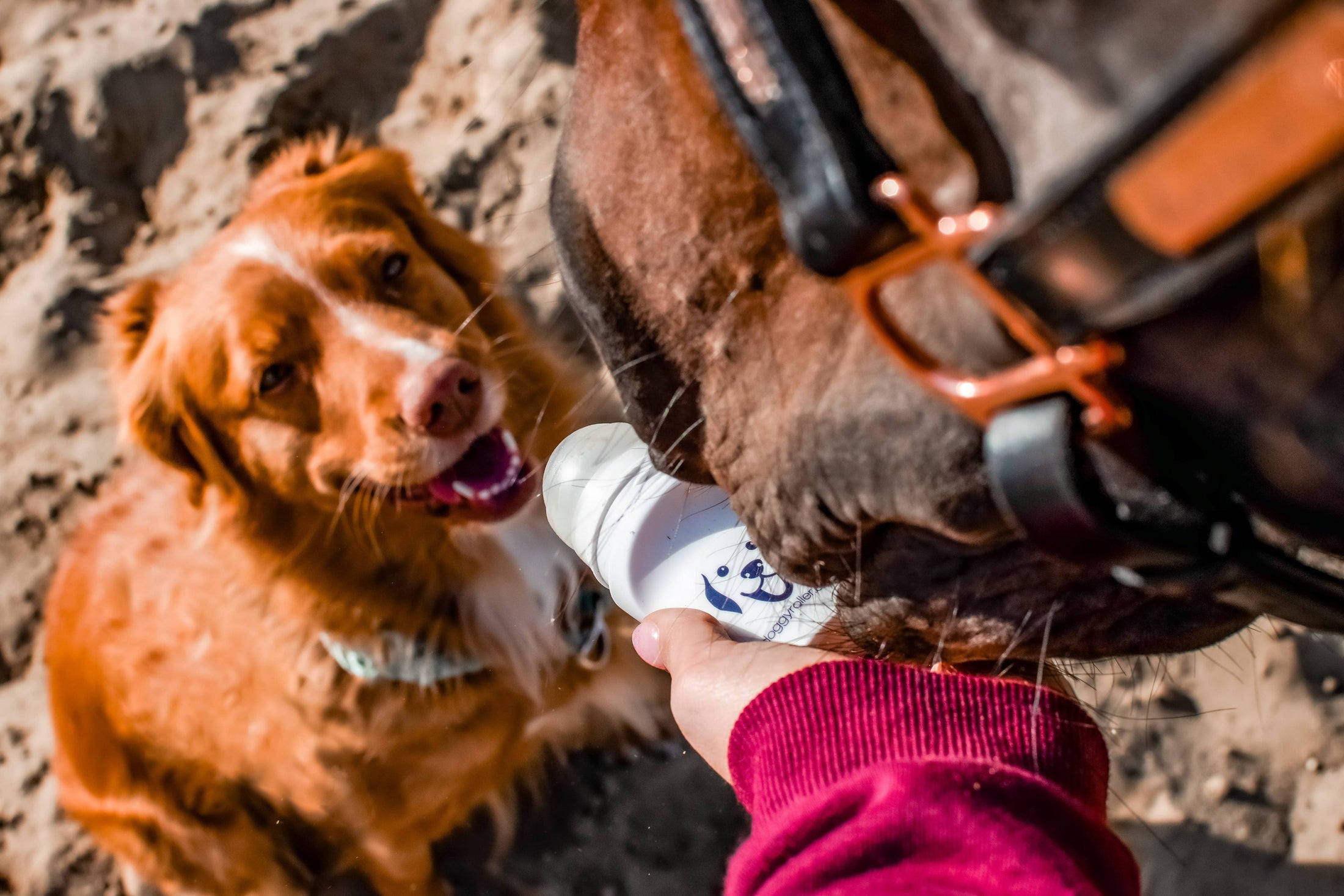 DOGGYROLLER POUR CHIEN - DISTRIBUTEUR À BILLE POUR RÉCOMPENSES