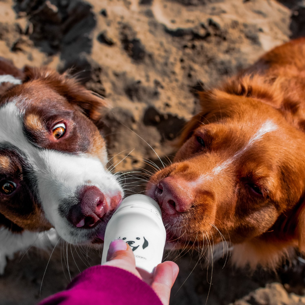 DOGGYROLLER POUR CHIEN - DISTRIBUTEUR À BILLE POUR RÉCOMPENSES