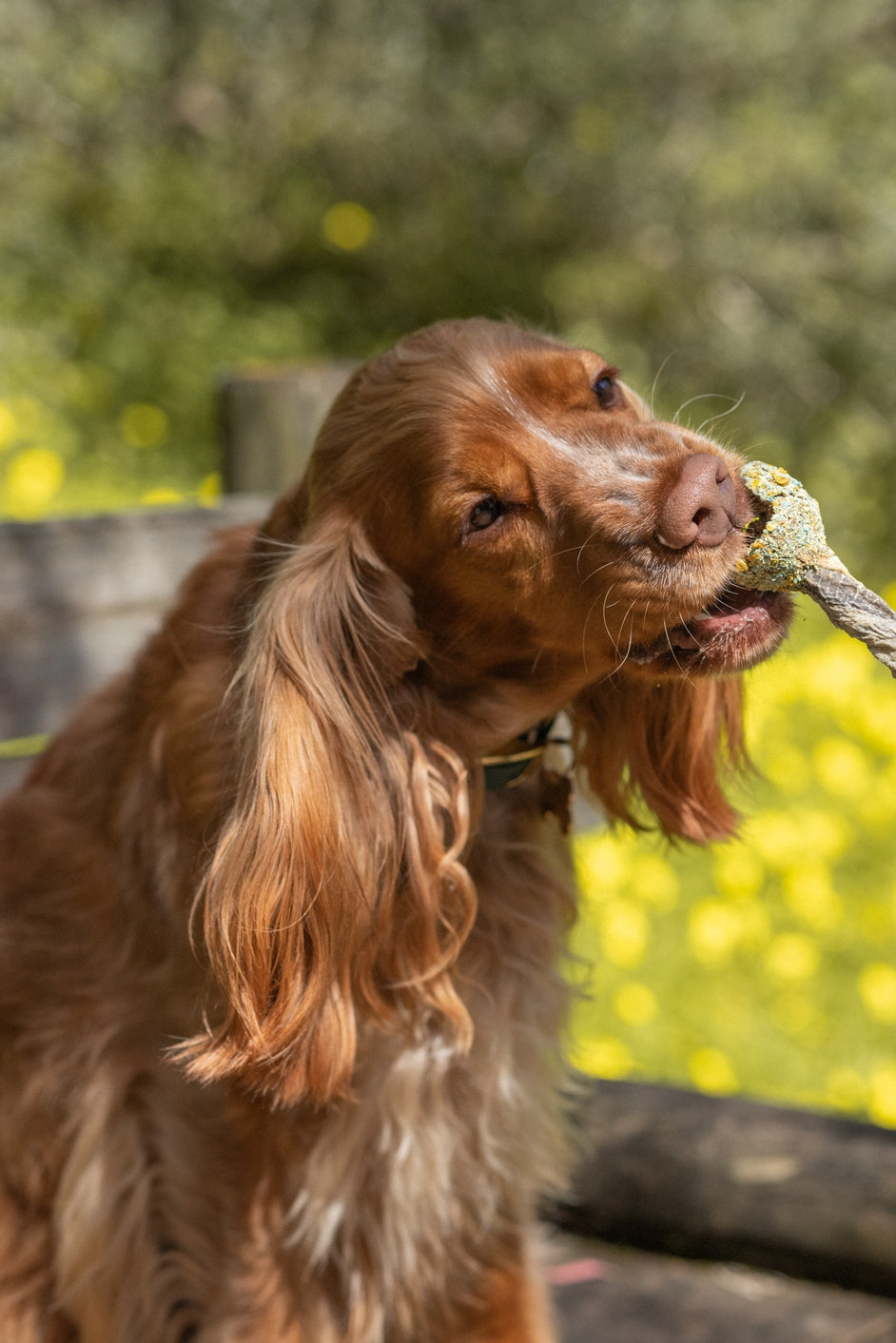 Sucettes à mâcher pour chien - Chewy-Pop à la Dinde