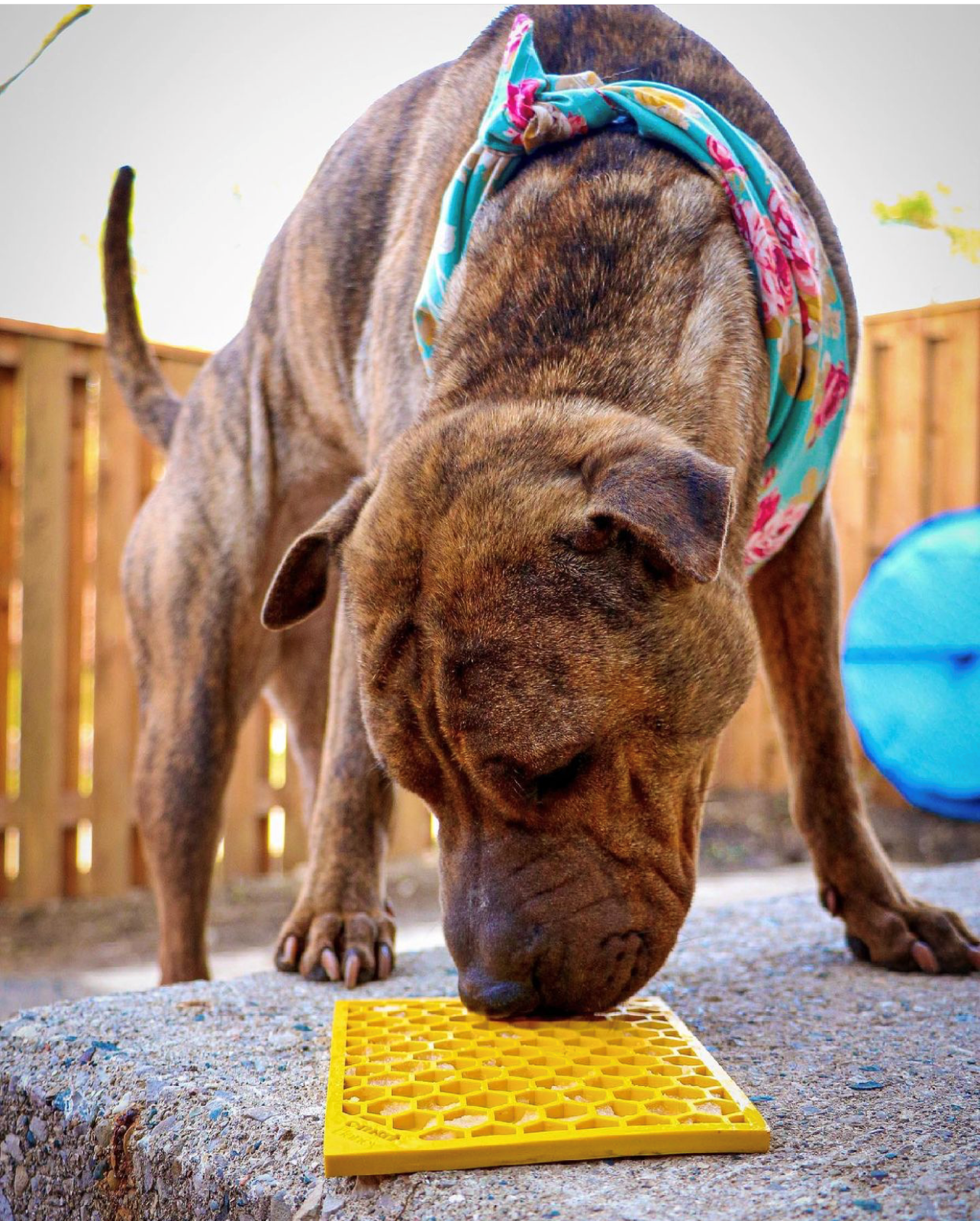 Tapis de léchage et d'occupation pour chien - Motif Abeille 🐝