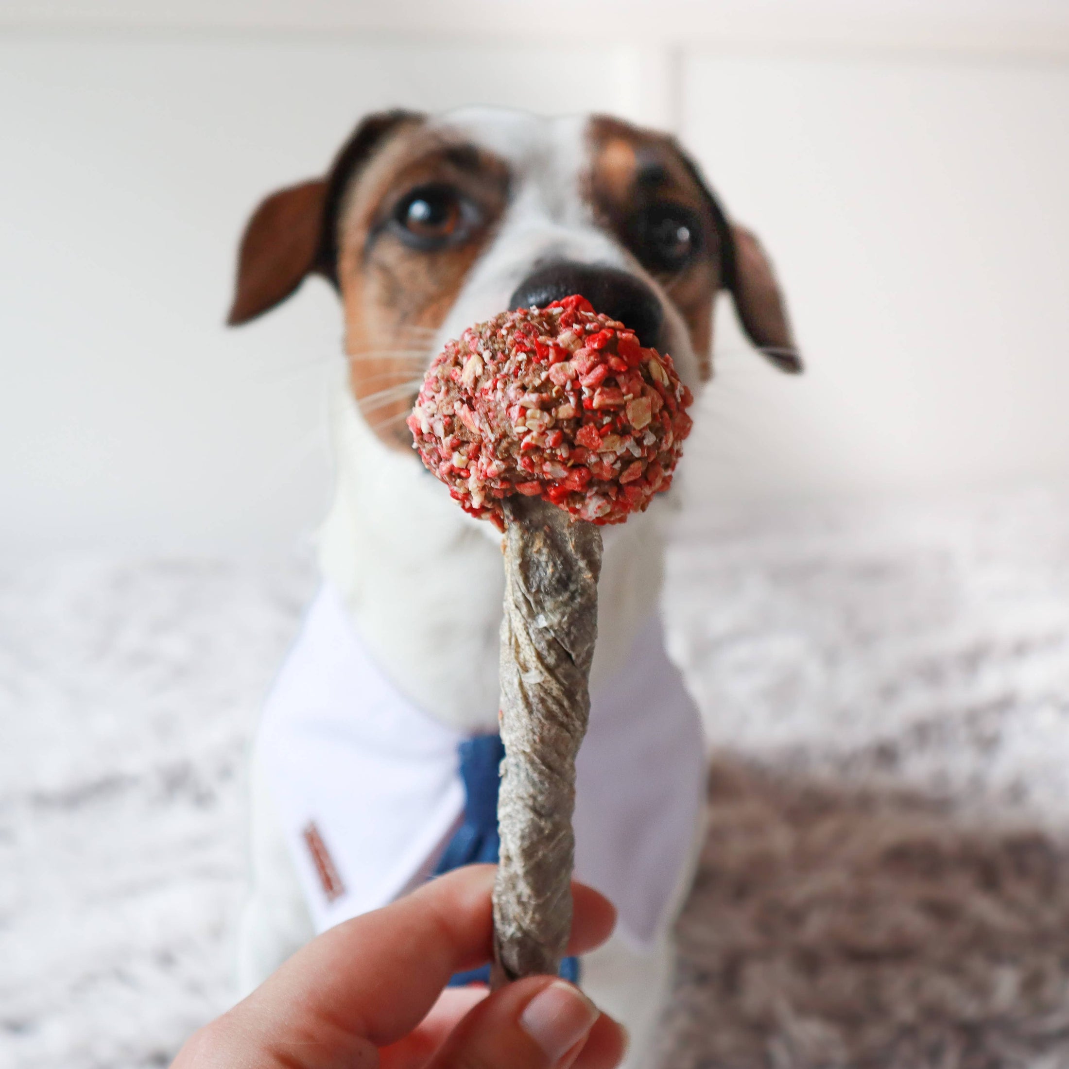 Sucettes à mâcher pour chien - Chewy-Pop à la Dinde