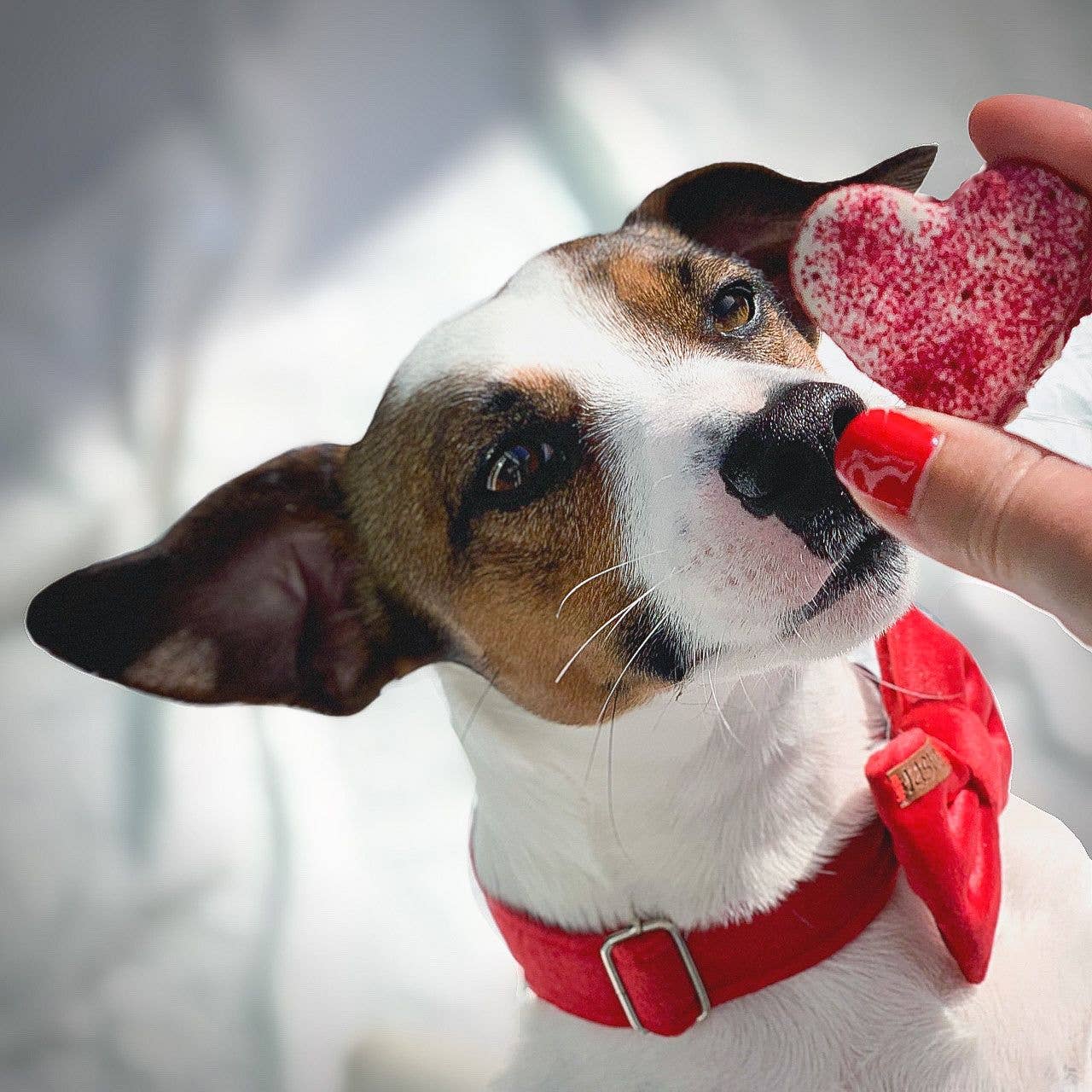 Coffret cadeau "Dogcarons" - Édition Limitée